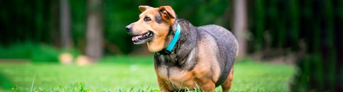 Perro gordo en un parque. Aprende más sobre el sobrepeso en perros.