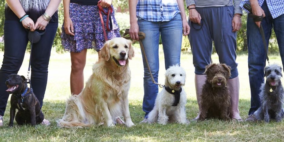 Existen grupos de adiestramiento canino, como el de la imagen, para facilitárselo a los tutores.