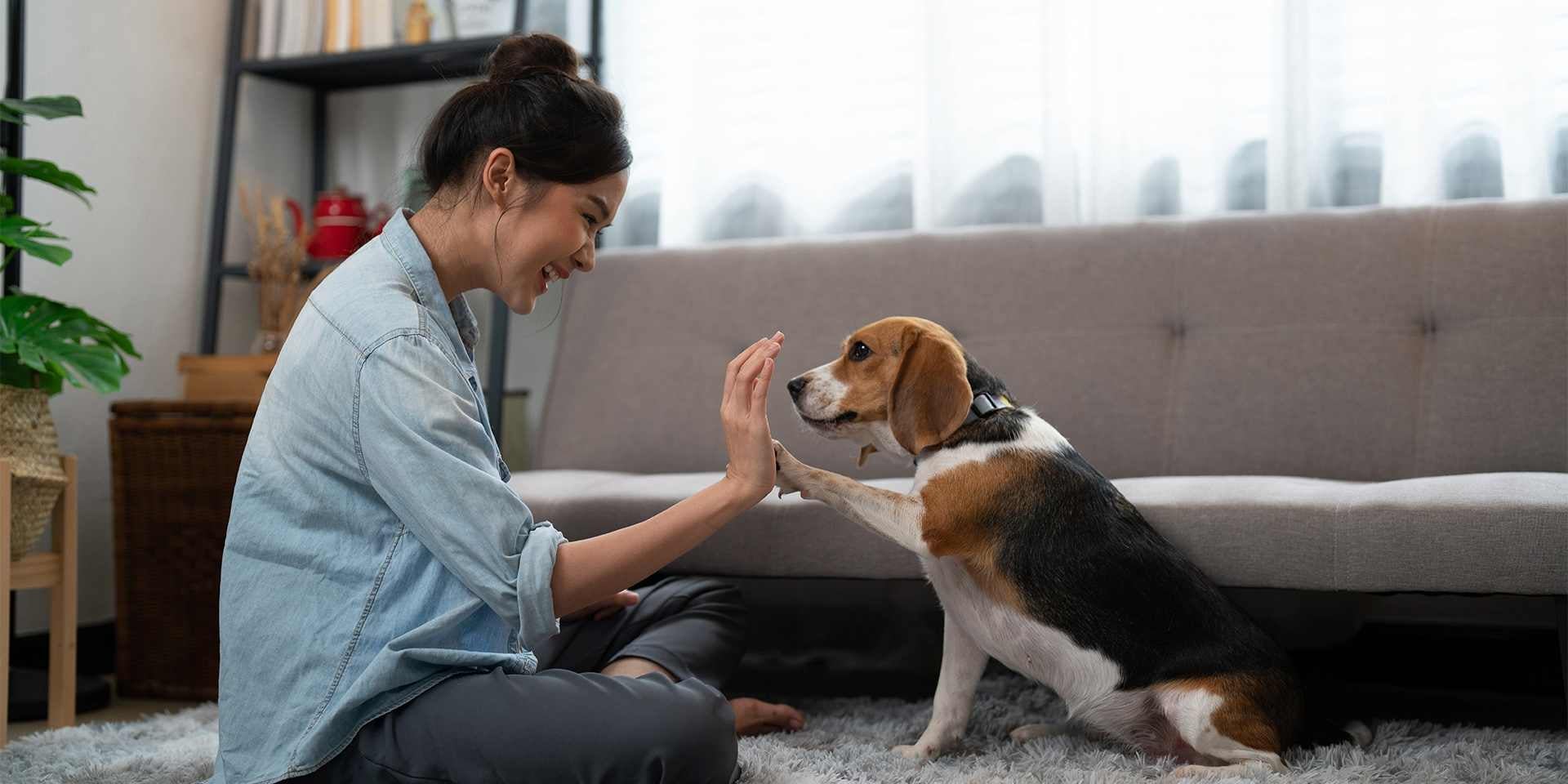 Perro dando la pata, uno de los trucos más comunes del adiestramiento canino.