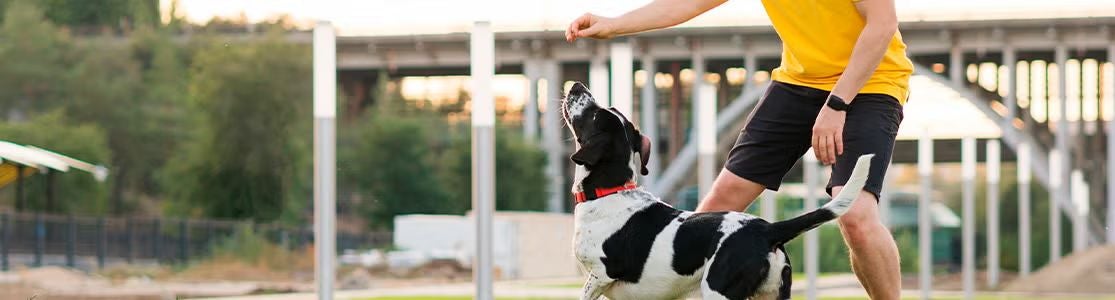Adiestramiento canino.