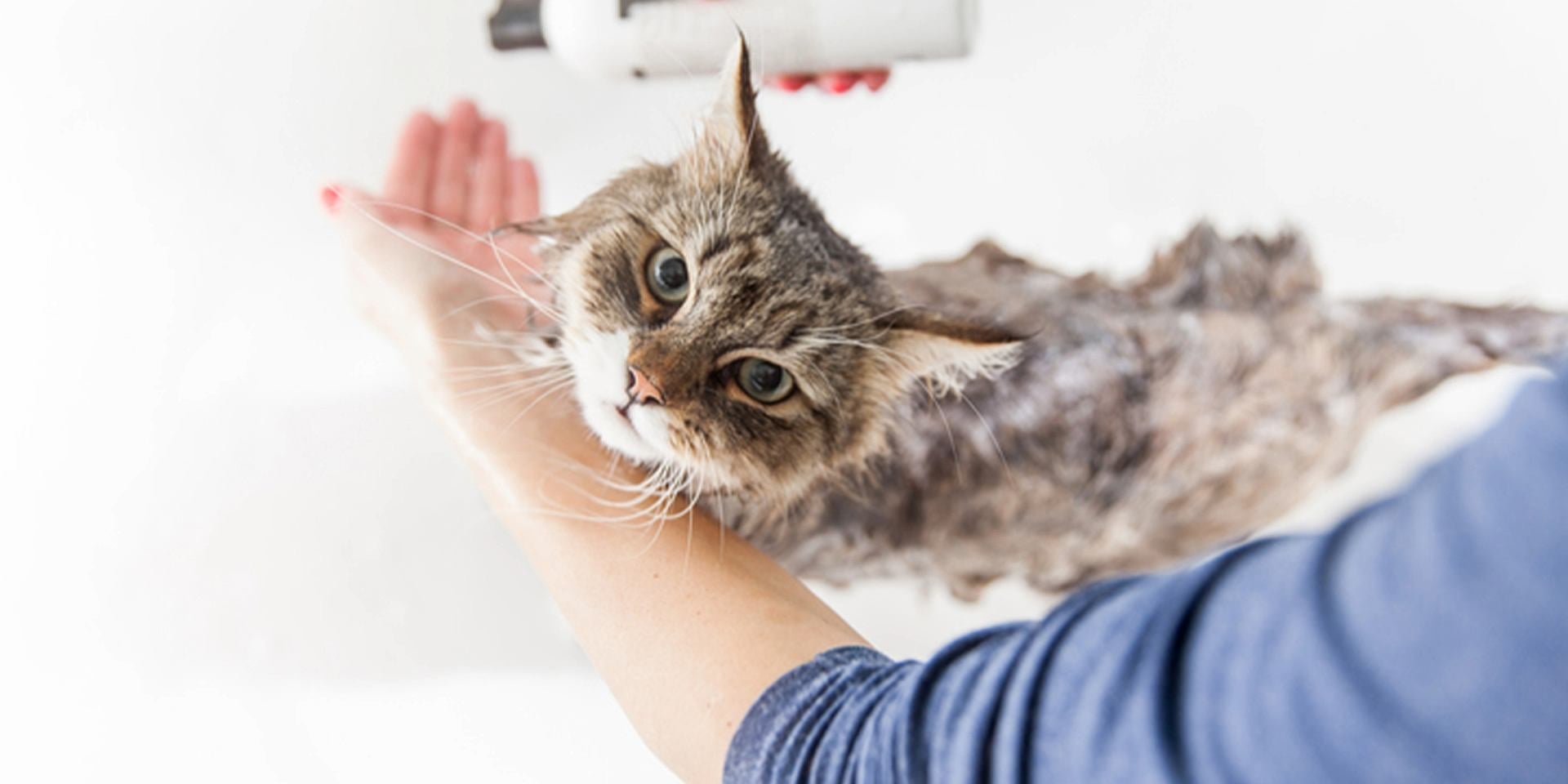 Cómo bañar a un gato en bañera.
