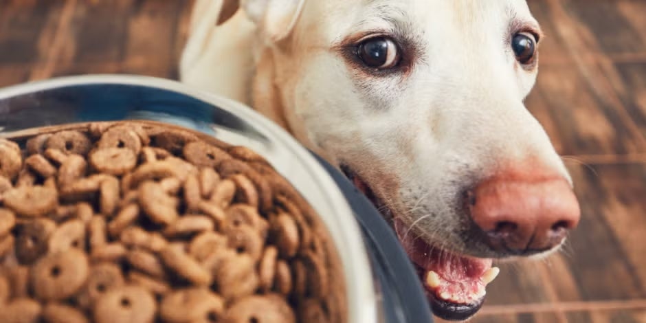 Descubre la importancia de la nutrición para perros y cómo cambia la alimentación de tu mascota en cada etapa de su vida.