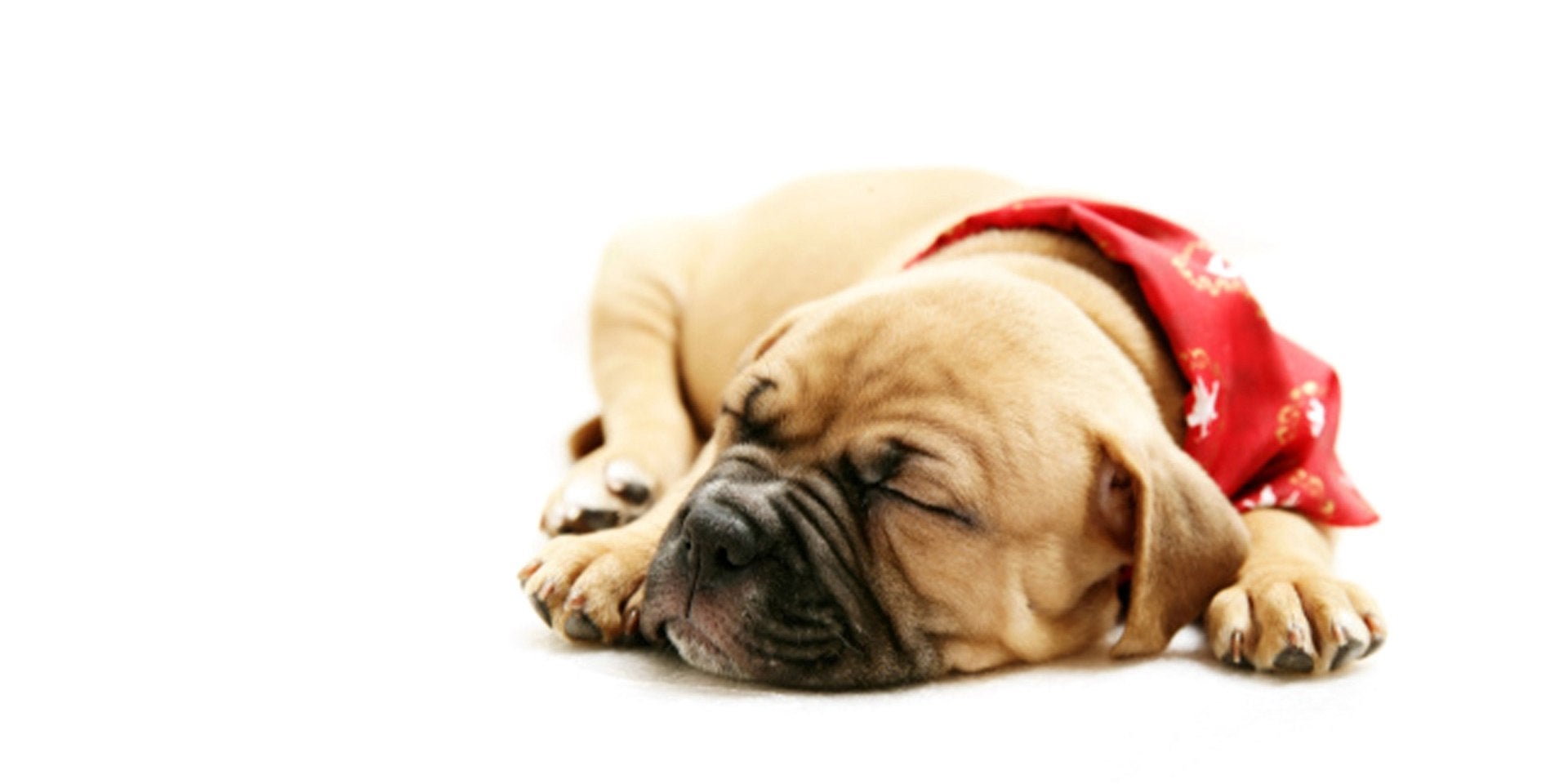 Cachorro dormido, calentito por usar un suéter para perros.
