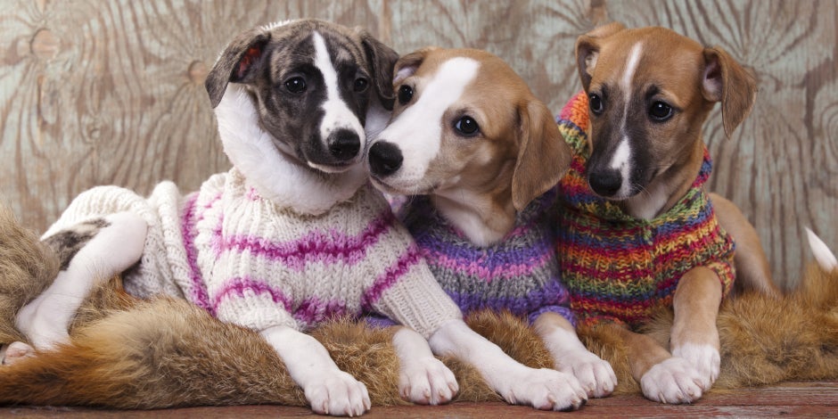 Perros vestidos con suéter para perros sentados con comodidad sobre un sofá.