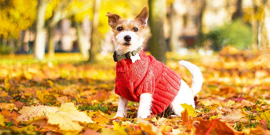 Perro de raza pequeña vestido con un suéter para perros.