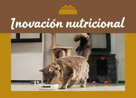 purina-img-nutrition.jpg.webp?itok=7dQzOIFt