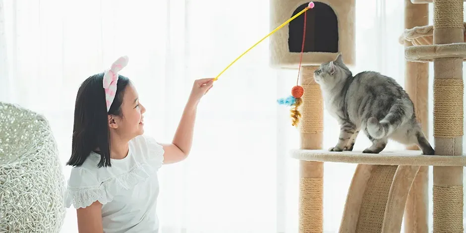 5-juegos-y-juguetes-para-gatos-adultos-manten-activa-a-tu-mascota-1.jpg.webp