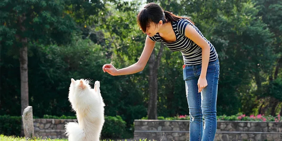 Purina® entrenar a tu cachorro con comandos.jpg.webp