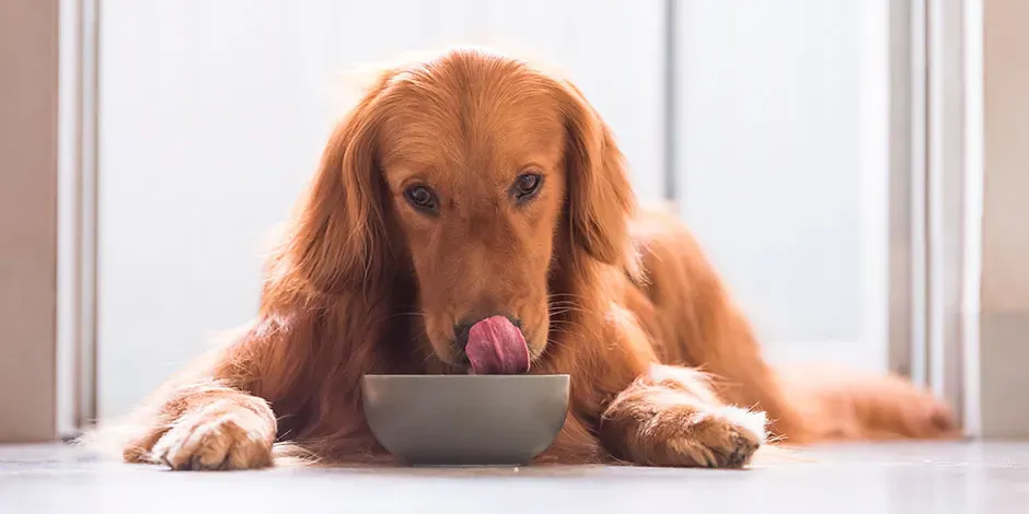 Tipos de comida para perro adulto según sus necesidades.jpg.webp