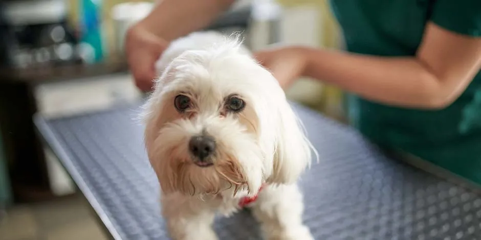 La esterilización de perros garantiza su bienestar, como con este can de color blanco, junto a un veterinario.