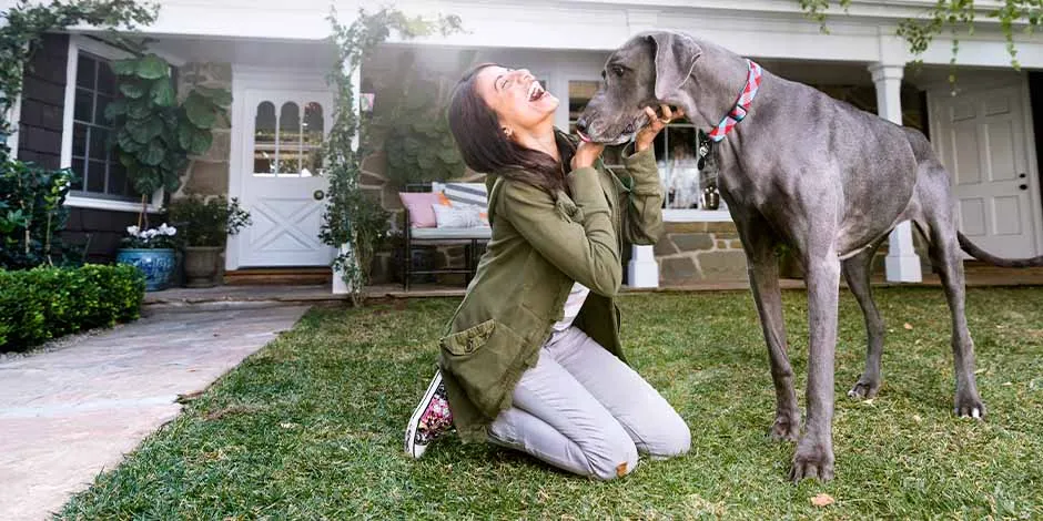 Comparativa de gran danés junto a su ama demostrando por qué pertenece a una de las razas de perros grandes.  