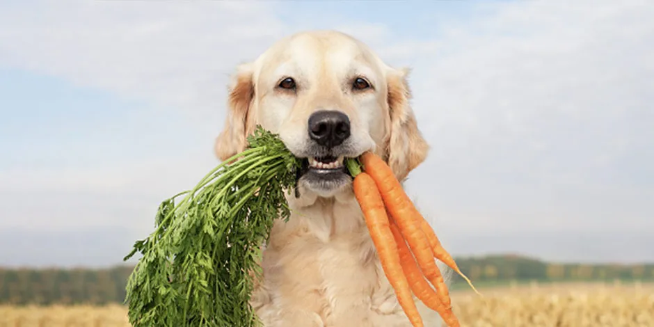 Al ser de las verduras que pueden comer los perros, una favorita de las mascotas es la zanahoria, como la que tiene este labrador en su hocico